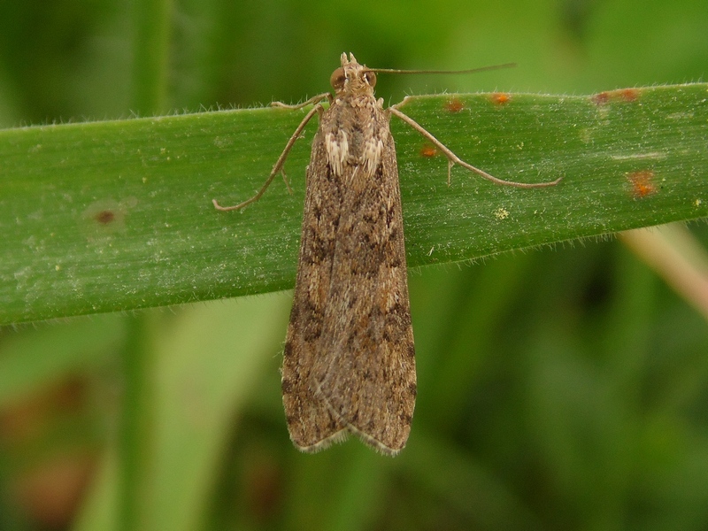 Lepidotteri del Parco del Roccolo da ID